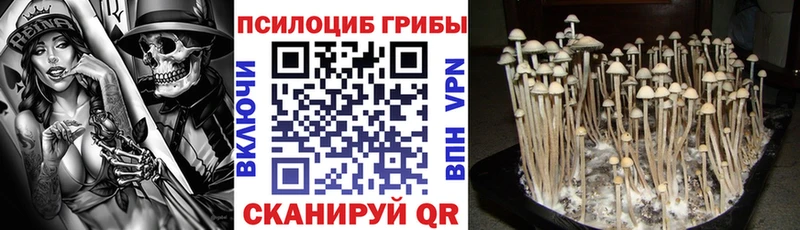 мега ссылка  Моздок  маркетплейс состав  Галлюциногенные грибы Psilocybine cubensis 